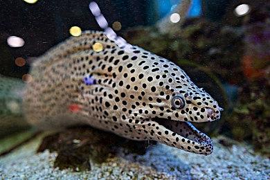 《破晓传说》新角色预告发布 棍术大师Dohalim登场